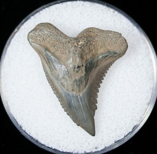 Hemipristis Shark Tooth Fossil - Florida #15107
